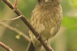 Afrokulczyk grubodzioby - Crithagra burtoni - Thick-billed Seedeater