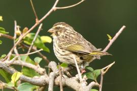 Afrokulczyk kreskowany - Crithagra striolata - Streaky Seedeater