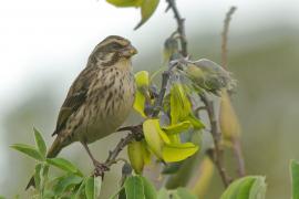 Afrokulczyk kreskowany - Crithagra striolata - Streaky Seedeater