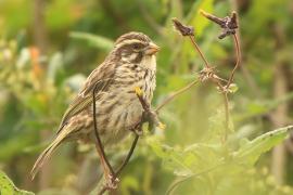 Afrokulczyk kreskowany - Crithagra striolata - Streaky Seedeater