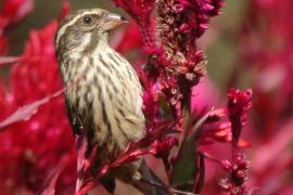 Afrokulczyk kreskowany - Crithagra striolata - Streaky Seedeater