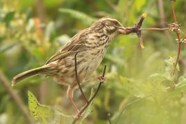 Afrokulczyk kreskowany - Crithagra striolata - Streaky Seedeater