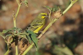 Afrokulczyk mozambijski - Crithagra mozambica - Yellow-fronted Canary