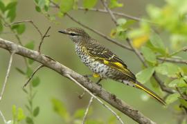 Liszkojad czarny - Campephaga flava - Black Cuckooshrike