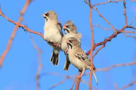 Łuskogłowik czarnobrody - Sporopipes squamifrons - Scaly-fronted Weaver