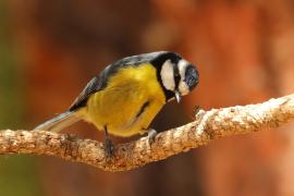 Modraszka kanaryjska - Cyanistes teneriffae - Canary Islands Tit