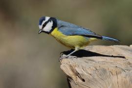 Modraszka kanaryjska - Cyanistes teneriffae - Canary Islands Tit