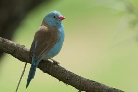 Motylik błękitnogłowy - Uraeginthus cyanocephalus - Blue-capped Cordon-bleu
