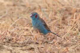 Motylik krasnouchy - Uraeginthus bengalus - Red-cheeked Cordon-bleu