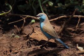 Motylik sawannowy - Uraeginthus angolensis - Blue-breasted Cordon-bleu