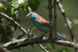 Motylik sawannowy - Uraeginthus angolensis - Blue-breasted Cordon-bleu