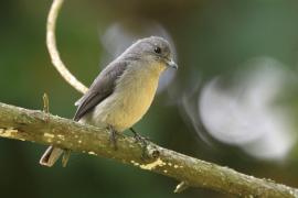 Mucharka białooka - Melaenornis fischeri - White-eyed Slaty Flycatcher