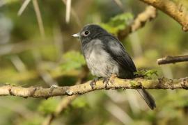 Mucharka białooka - Melaenornis fischeri - White-eyed Slaty Flycatcher