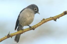 Mucharka białooka - Melaenornis fischeri - White-eyed Slaty Flycatcher