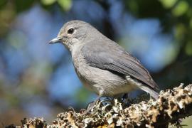 Mucharka białooka - Melaenornis fischeri - White-eyed Slaty Flycatcher