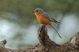 Mucharka srebrna - Empidornis semipartitus - Silverbird