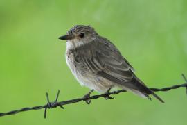 Mucharka szara - Bradornis microrhynchus - African Grey Flycatcher