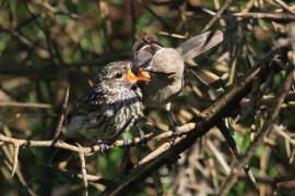 Mucharka szara - Bradornis microrhynchus - African Grey Flycatcher