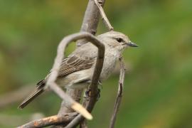 Mucharka szara - Bradornis microrhynchus - African Grey Flycatcher