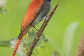 Muchodławka wspaniała - Terpsiphone viridis - African Paradise-flycatcher