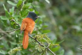 Muchodławka wspaniała - Terpsiphone viridis - African Paradise-flycatcher