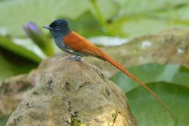 Muchodławka wspaniała - Terpsiphone viridis - African Paradise-flycatcher