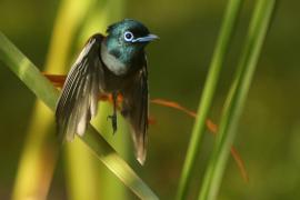 Muchodławka wspaniała - Terpsiphone viridis - African Paradise-flycatcher