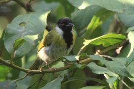 Nikornik czarnolicy - Apalis personata - Black-faced Apalis