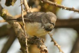 Nikornik obrożny - Apalis thoracica - Bar-throated Apalis