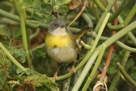 Nikornik żółtopierśny - Apalis flavida - Yellow-breasted Apalis