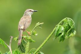Prinia myszata - Prinia subflava - Tawny-flanked Prinia