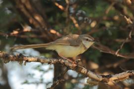Prinia obrożna - Prinia flavicans - Black-chested Prinia