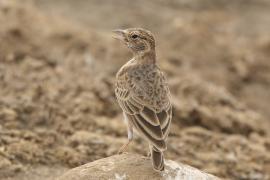 Pustynka płowa - Eremopterix leucopareia - Fischer's Sparrow Lark