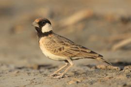 Pustynka płowa - Eremopterix leucopareia - Fischer's Sparrow Lark