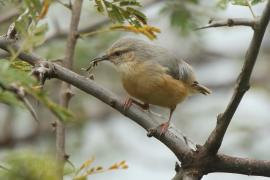Sawanka długodzioba - Sylvietta rufescens - Long-billed Crombec