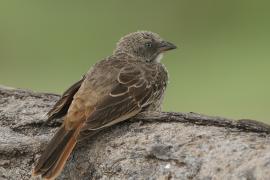 Sawannik - Histurgops ruficauda - Rufous-tailed Weaver