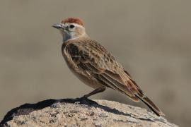 Skowrończyk rdzawołbisty - Calandrella cinerea - Red-capped Lark