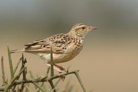 Skowroniec sawannowy - Mirafra africana - Rufous-naped Lark