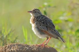 Skowroniec sawannowy - Mirafra africana - Rufous-naped Lark