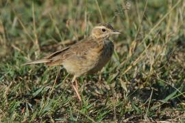 Skowroniec sawannowy - Mirafra africana - Rufous-naped Lark
