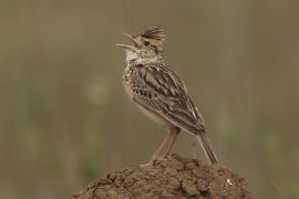 Skowroniec sawannowy - Mirafra africana - Rufous-naped Lark