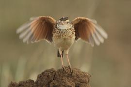 Skowroniec sawannowy - Mirafra africana - Rufous-naped Lark