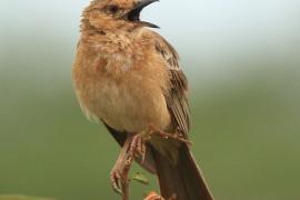 Afroskowronek rdzawolicy - Calendulauda poecilosterna - Pink-breasted Lark