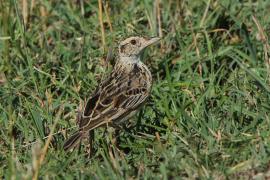 Skowroniec zaroślowy - Mirafra cantillans - Singing Bush Lark