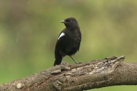 Smolarek epoletowy - Myrmecocichla nigra - Sooty Chat