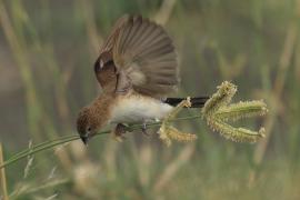 Srebrnodziobek afrykański - Euodice cantans - African Silverbill