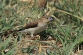Srebrnodziobek afrykański - Euodice cantans - African Silverbill