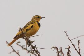 Świergotnik - Tmetothylacus tenellus - Golden Pipit