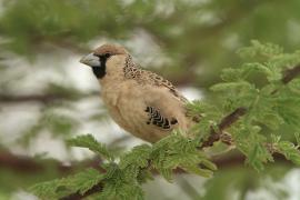 Tkacz - Philetairus socius - Sociable Weaver