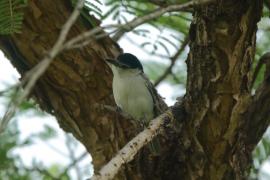 Turniurzyk srokaty - Dryoscopus cubla - Black-backed Puffback